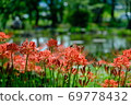 Cluster of cluster amaryllis 69778432