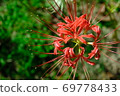 Cluster amaryllis 69778433