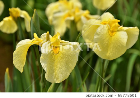 黃色的花瓣虹膜，在明亮的陽光下成群綻放 69778601