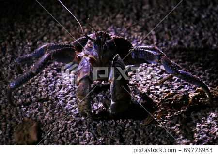 Wild coconut crab on Ishigaki Island, Okinawa Coconut Crab Ishigaki Okinawa Japan 69778933