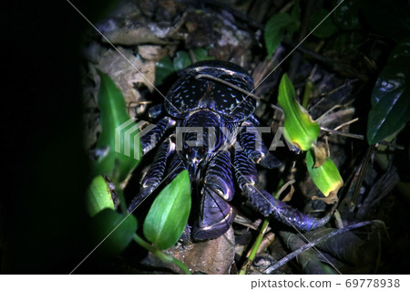Wild coconut crab on Ishigaki Island, Okinawa Coconut Crab Ishigaki Okinawa Japan Wild coconut crab on Ishigaki Island, Okinawa Coconut Crab Ishigaki Okinawa Japan 69778938