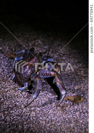 Wild coconut crab on Ishigaki Island, Okinawa Coconut Crab Ishigaki Okinawa Japan 69778941