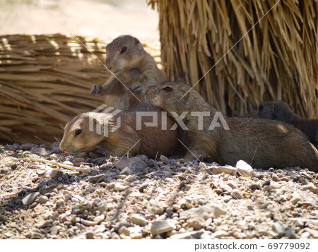 Prairie dog 69779092