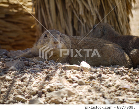 Prairie dogs at the Sonoran Desert Museum in the suburbs of Tucson, Arizona Prairie dogs at the Sonoran Desert Museum in the suburbs of Tucson, Arizona 69779093