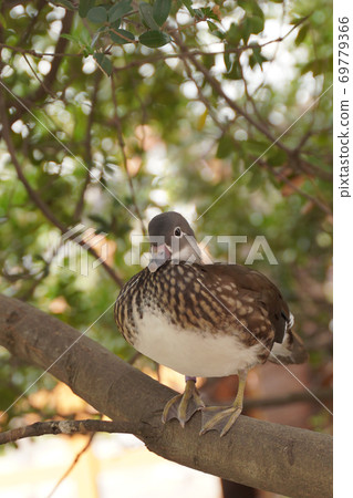 Mandarin duck female perching on a tree trunk 69779366