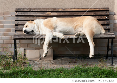 Central Asian Shepherd Dog lying on a bench 69779388