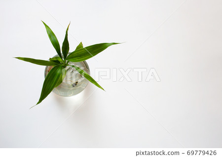 Lucky bamboo in glass bottle isolated on white background with a copy space from a high angle view 69779426