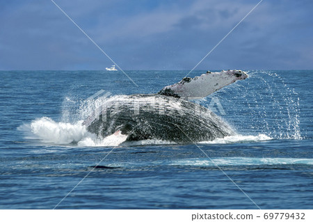 humpback whale breaching in cabo san lucas pacific ocean 69779432