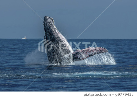 humpback whale breaching in cabo san lucas pacific ocean 69779433