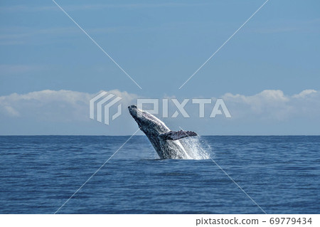 humpback whale breaching in cabo san lucas pacific ocean 69779434