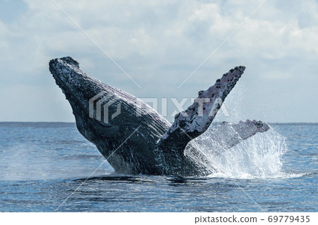 humpback whale breaching in cabo san lucas pacific ocean 69779435