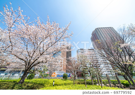 Spring at JR Kawaguchi Station, Kawaguchi City, Saitama Prefecture 69779592