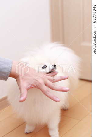 一個男人被他的狗博美犬咬傷了手 69779948