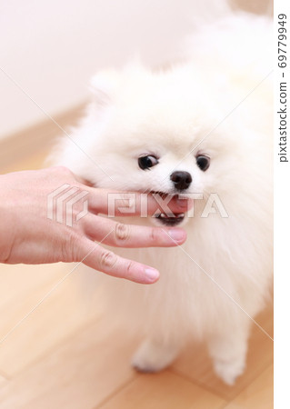 一個男人被他的狗博美犬咬傷了手 69779949