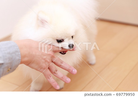 一個男人被他的狗博美犬咬傷了手 69779950