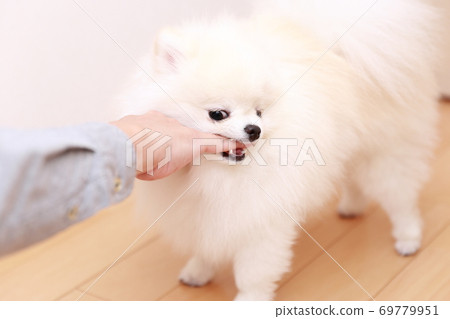 一個男人被他的狗博美犬咬傷了手 69779951