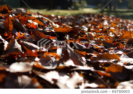 Fallen leaves 69780003