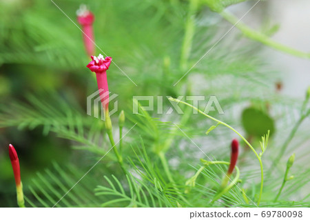 Rakousou Rakousou 69780098