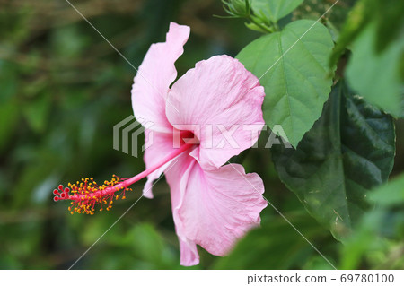 芙蓉花 芙蓉花 69780100