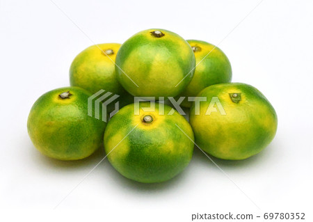 Mandarin orange (Ninan No. 1) 69780352