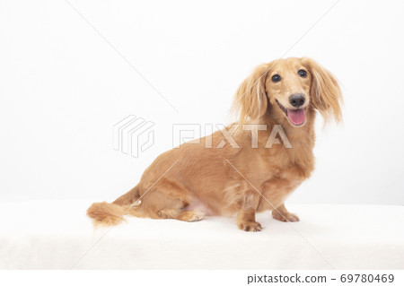 Miniature dachshund with a tongue out and a smile 69780469