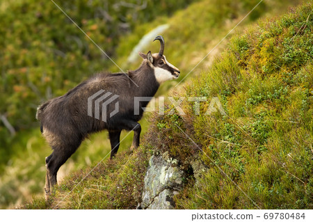 Tatra chamois climbing steep slope in mountains in summer nature. Tatra chamois climbing steep slope in mountains in summer nature. 69780484