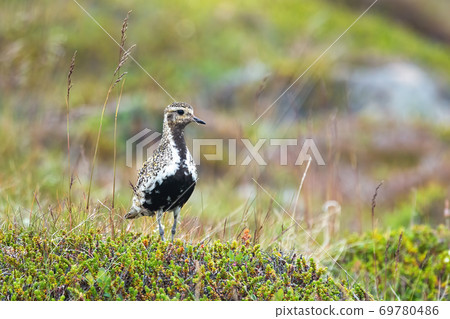 Little european golden plover standing on meadow in summer. Little european golden plover standing on meadow in summer. 69780486