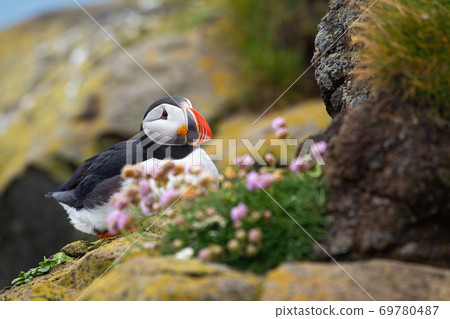 Atlantic puffin sitting on a rocky cliff in summer. 69780487