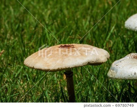 mushroom in the park on field mushroom in the park on field 69780749