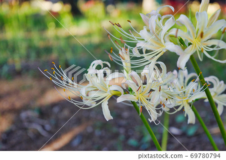 Cluster amaryllis of Sokoin (Matsudo City, Chiba Prefecture) 69780794