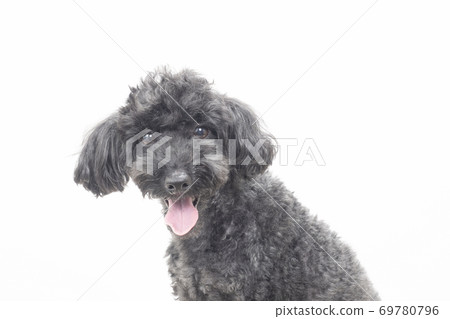 Toy poodle with a tongue out and a smile Toy poodle with a tongue out and a smile 69780796