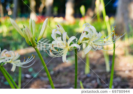 Cluster amaryllis of Sokoin (Matsudo City, Chiba Prefecture) Cluster amaryllis of Sokoin (Matsudo City, Chiba Prefecture) 69780944