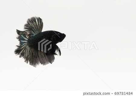 Betta fish, Black gold betta, Beautiful Thai betta fish on white background, Betta fish, Black gold betta, Beautiful Thai betta fish on white background, 69781484
