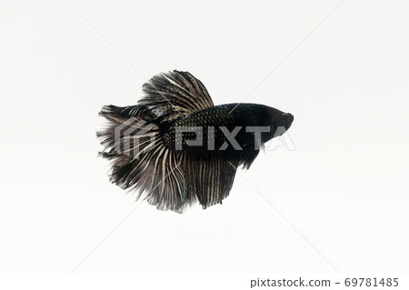 black gold betta