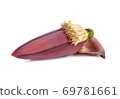 fresh banana blossom (edible) on with background 69781661