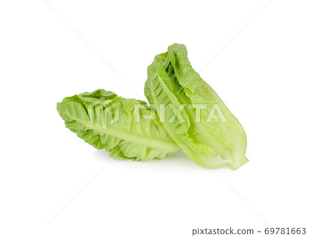 fresh baby cos on white background fresh baby cos on white background 69781663