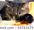 A nap of a cat 69781679