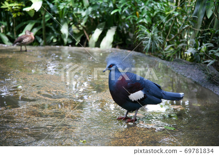 Western crowned pigeon (goura cristata) in a rainy tropical park Western crowned pigeon (goura cristata) in a rainy tropical park 69781834