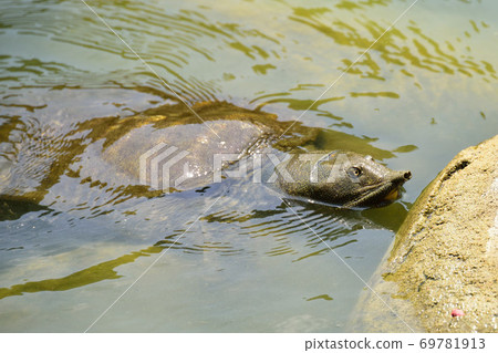 Turtle Turtle 69781913