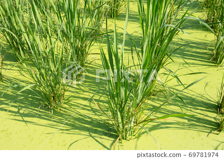 water bamboo farm water bamboo farm 69781974