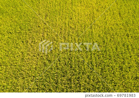 aerial view of yellow rice farm 69781983