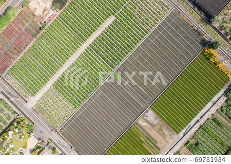 colorful farm with vegetables and rice 69781984