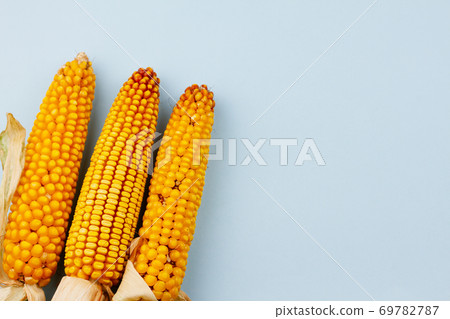 Corn on a blue background. Corn on a blue background. 69782787
