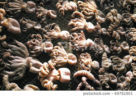 Octopus Octopus 69782801