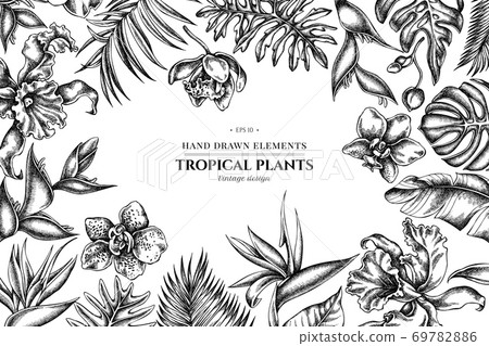 Floral design with black and white monstera, banana palm leaves, strelitzia, heliconia, tropical 69782886