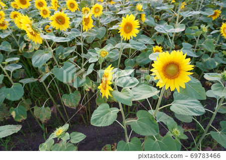 sunflower	 69783466