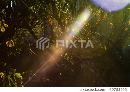 A piece of collaboration between light and living plants A piece of collaboration between light and living plants 69783933