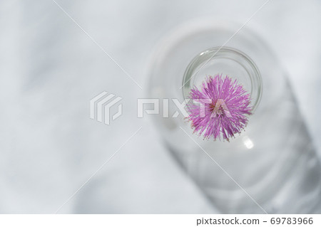 wild round pink flower from the top of glass vase on white fabric in natural sunlight background. wild round pink flower from the top of glass vase on white fabric in natural sunlight background. 69783966