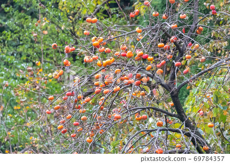 柿子 柿子 69784357