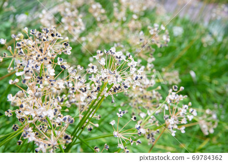 Nila seeds Nila seeds 69784362
